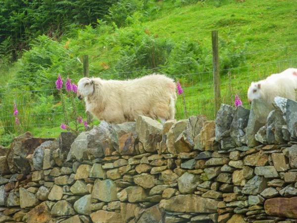 Tyn Llwyn Villa Dolgellau Ngoại thất bức ảnh
